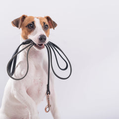 Small dog with lead in it's mouth symbolising limited edition range