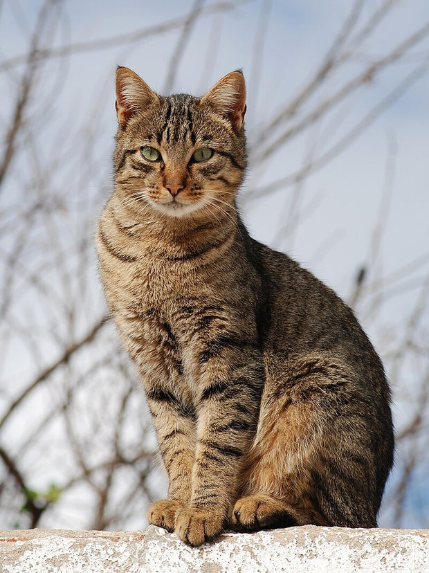 Banner image for: <h3>Cat Food </h3>