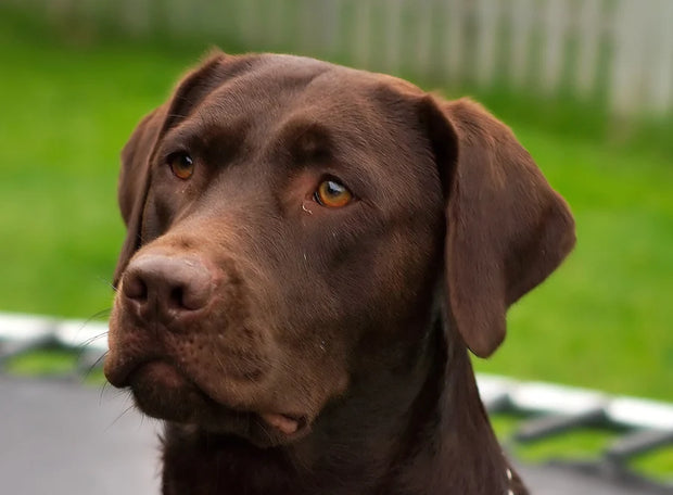 Banner image for: <h3><a href="/collections/pet-food-and-treats" title="Dog Food">Dog</a> Food </h3>