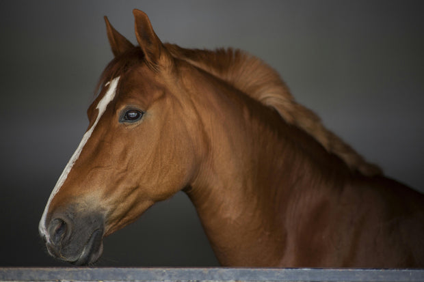 Banner image for: <h3>Horse & Pony</h3>