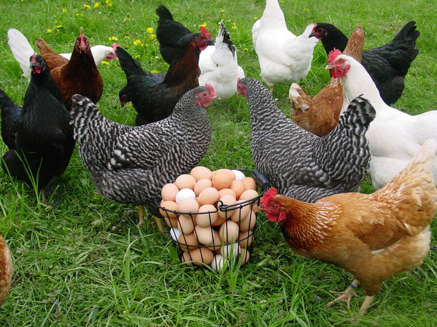 Banner image for: <h3>Poultry</h3>