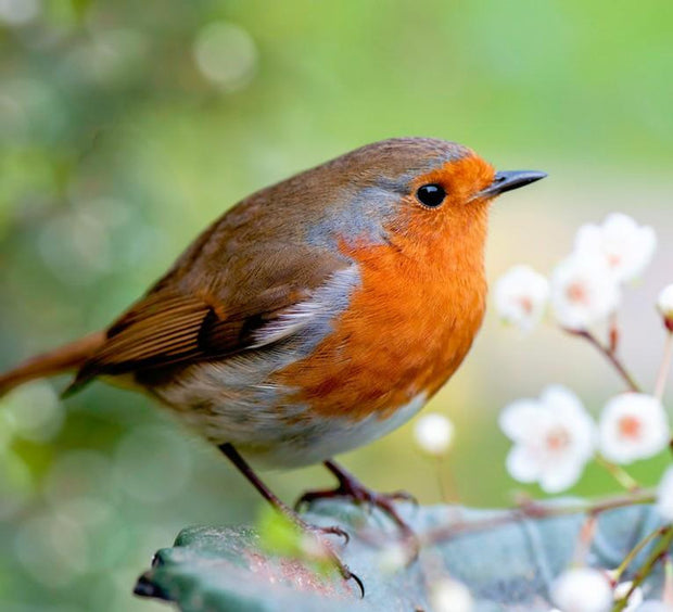 Banner image for: <h3>Wild Bird</h3>