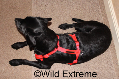 Full body top dog harness