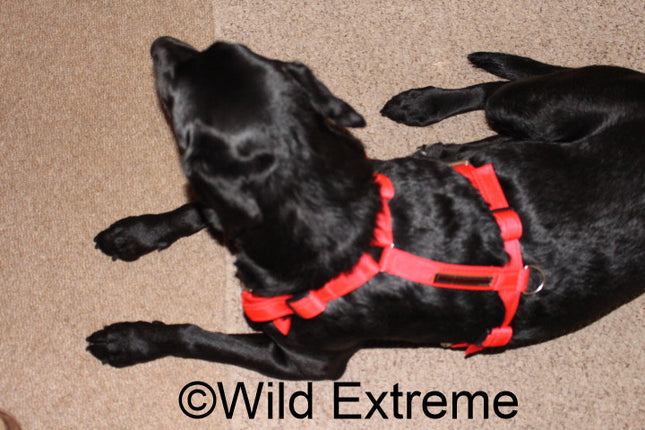 Full Body Dog Harness
